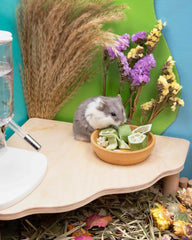 Niteangel Hamster Snack & Treats Toy - Small Animal Natural Treat for Dwarf Syrian Robo Hamsters Gerbils Mice Lemmings Degus or Other Small-Sized Pets