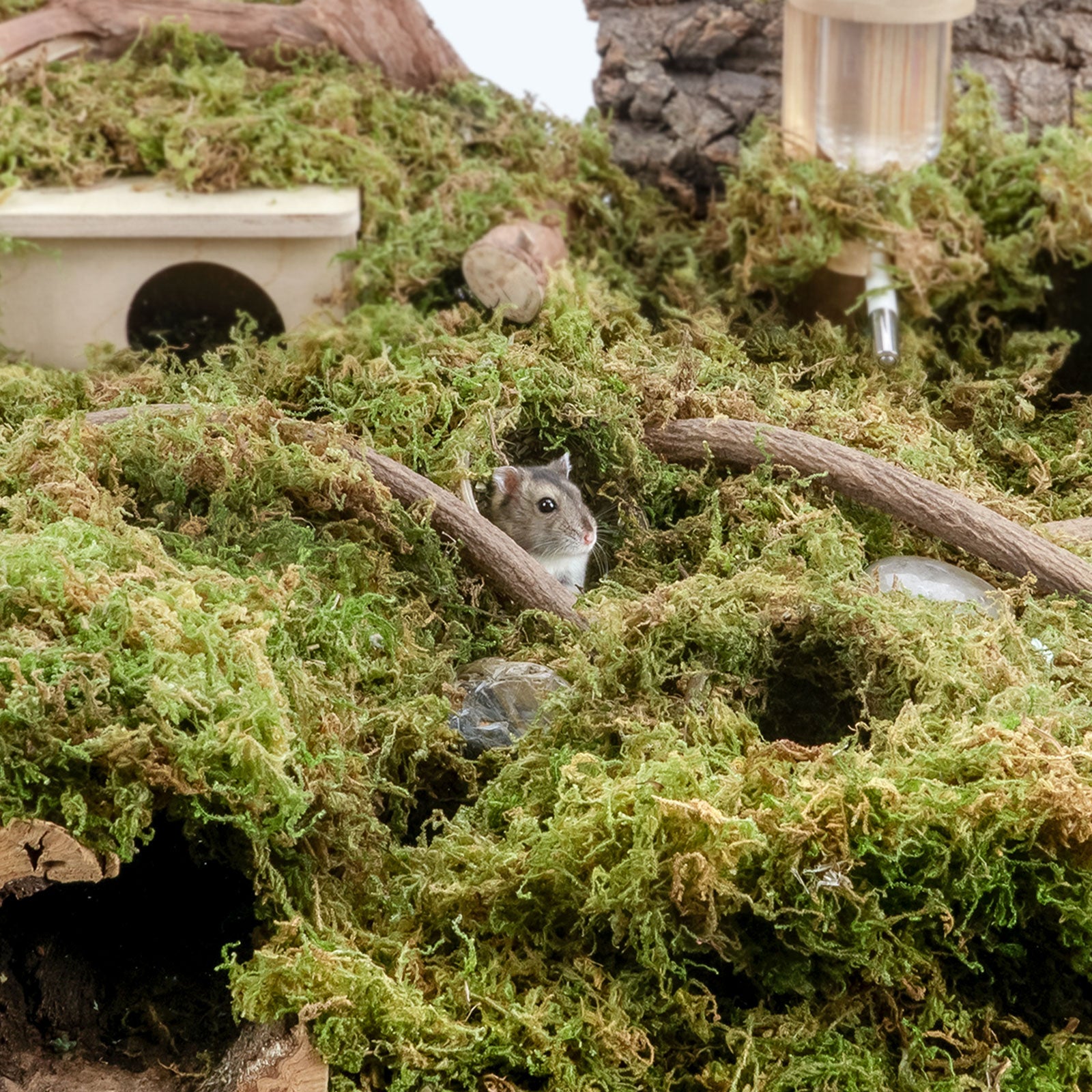 Niteangel Forest Moss Soft Natural Moss Bedding Nesting for Small Pet - Niteangel Pet CA