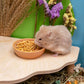 Niteangel Hamster Snack Toy - Natural treats for small animals for dwarf Syria robot hamsters, gerbils, rats or other small pets