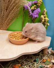 Niteangel Hamster Snack Toy - Natural treats for small animals for dwarf Syria robot hamsters, gerbils, rats or other small pets