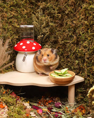 Niteangel Hamster Snack & Treats Toy - Small Animal Natural Treat for Dwarf Syrian Robo Hamsters Gerbils Mice Lemmings Degus or Other Small-Sized Pets