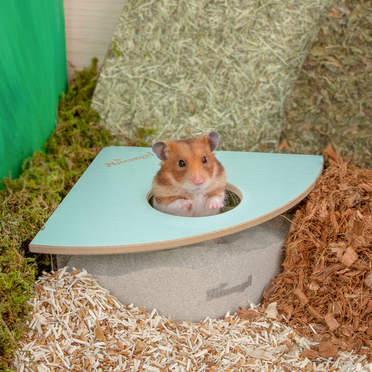 Lemming vs Hamster: What Are The Differences? - A-Z Animals