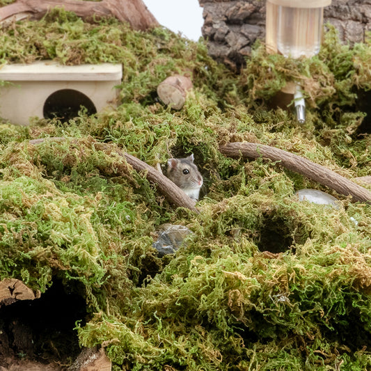 Niteangel Forest Moss Soft Natural Moss Bedding Nesting for Small Pet - Niteangel Pet CA